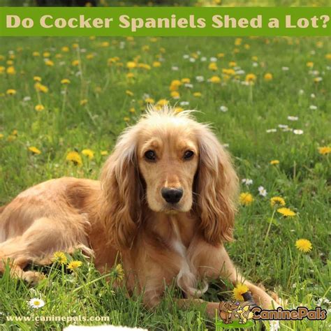 does a cocker spaniel shed.